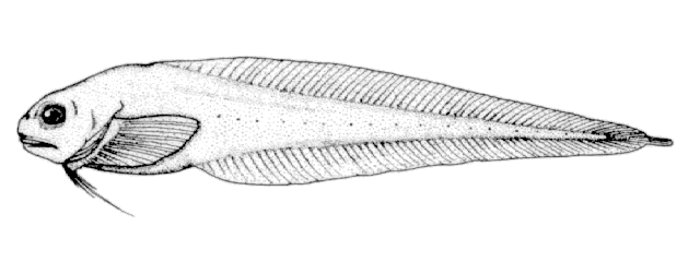 Paraliparis paucidens
