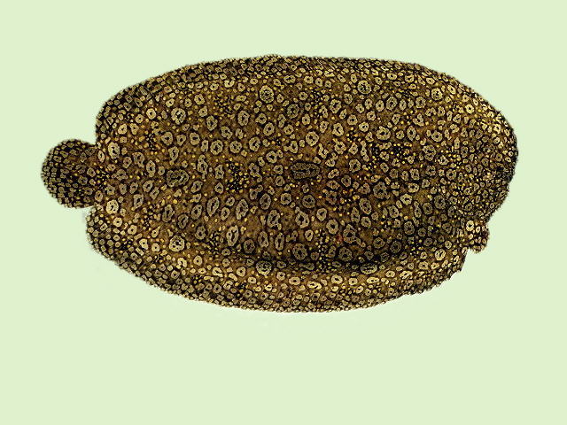 Pardachirus pavoninus