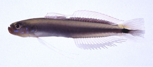 Parioglossus philippinus