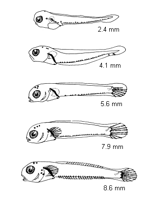 Parablennius pilicornis