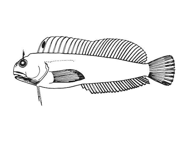 Parablennius pilicornis