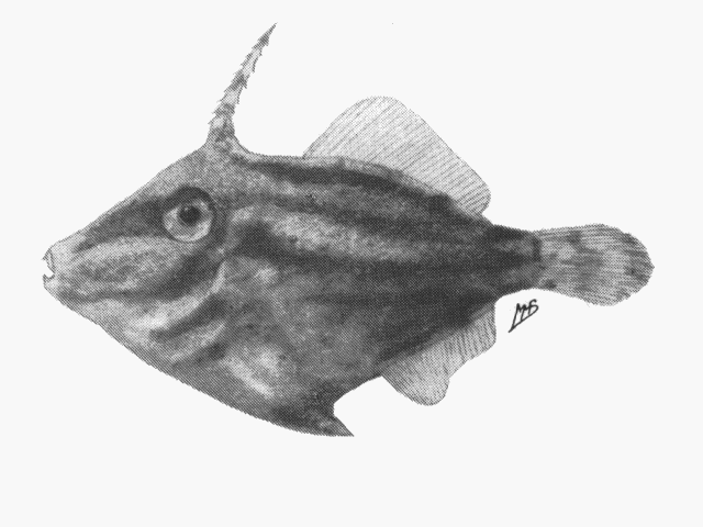 Paramonacanthus pusillus