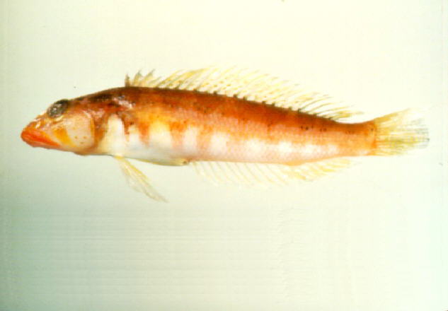 Parapercis somaliensis