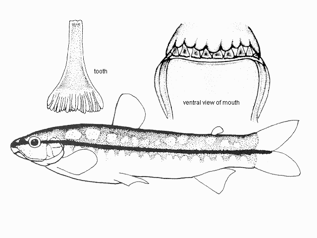 Parodon suborbitalis