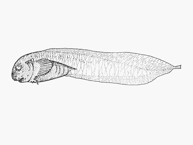 Paraliparis wilsoni