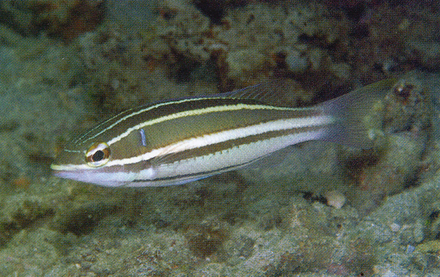 Pentapodus bifasciatus