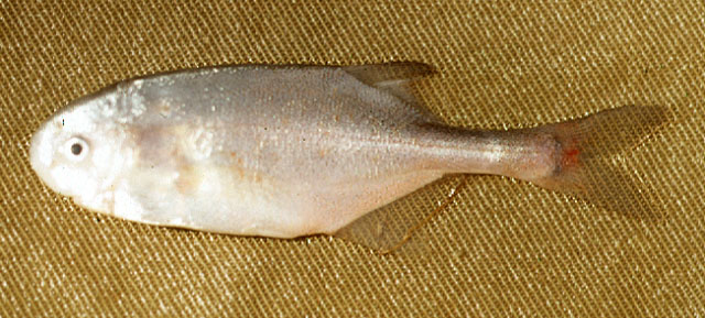 Petrocephalus tanensis