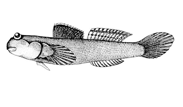 Periophthalmus modestus