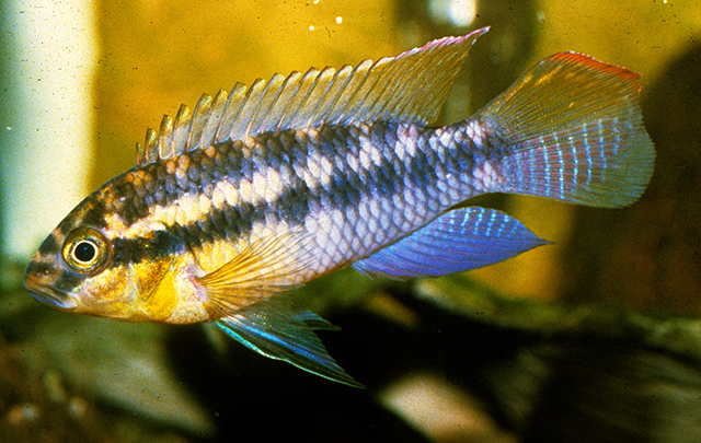 Pelvicachromis silviae