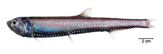 Phosichthys argenteus