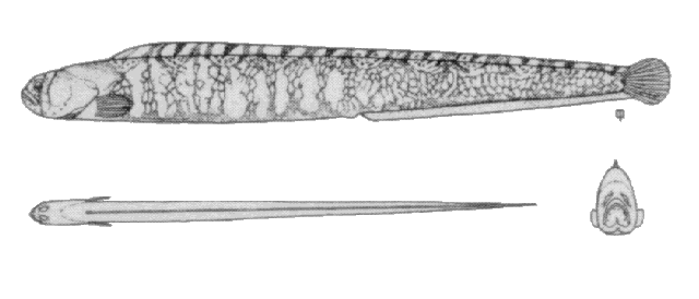 Pholis fasciata