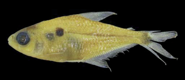 Phenacogaster franciscoensis