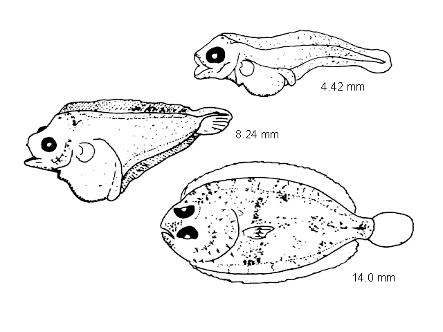 Zeugopterus norvegicus