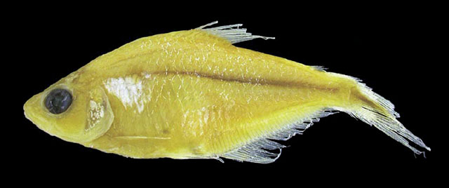 Phenacogaster ojitata