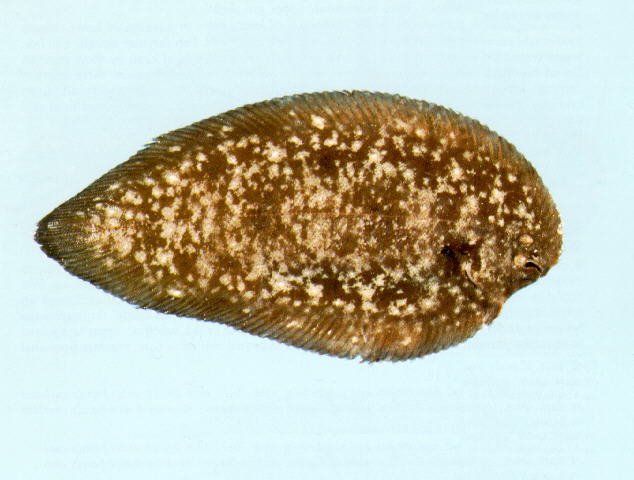 Phyllichthys punctatus