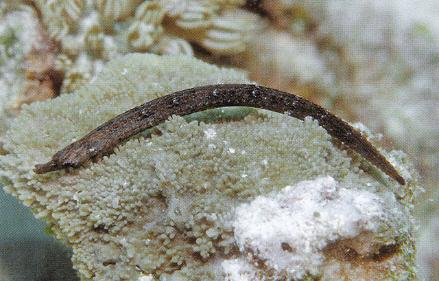 Phoxocampus tetrophthalmus
