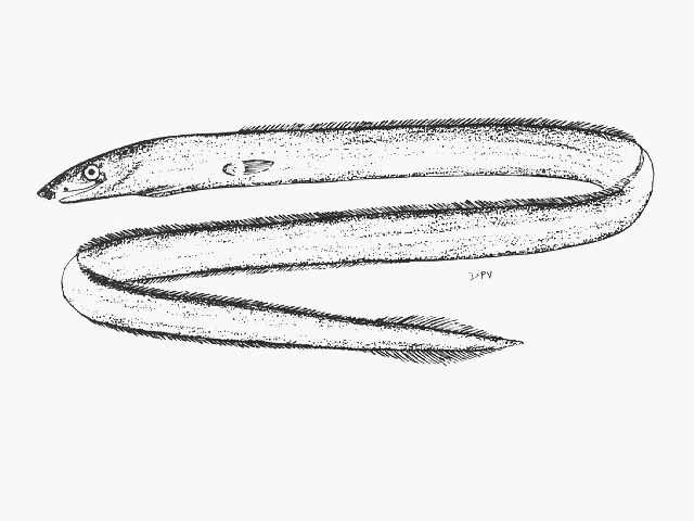 Phyllophichthus xenodontus