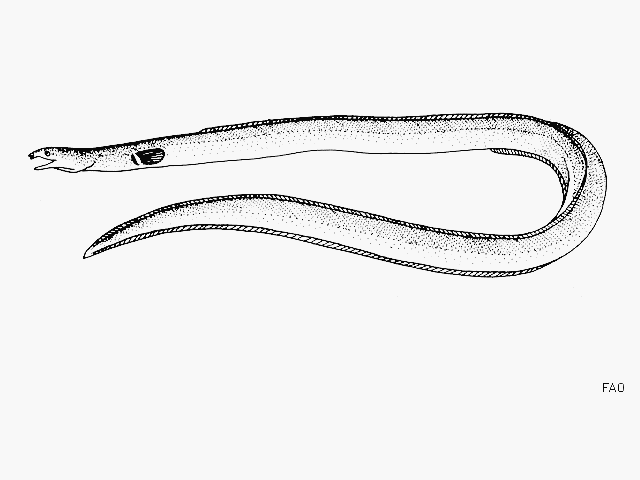 Pisodonophis boro