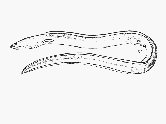 Pisodonophis cancrivorus