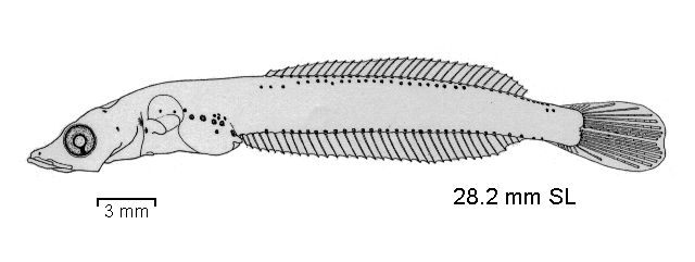 Pleuragramma antarcticum