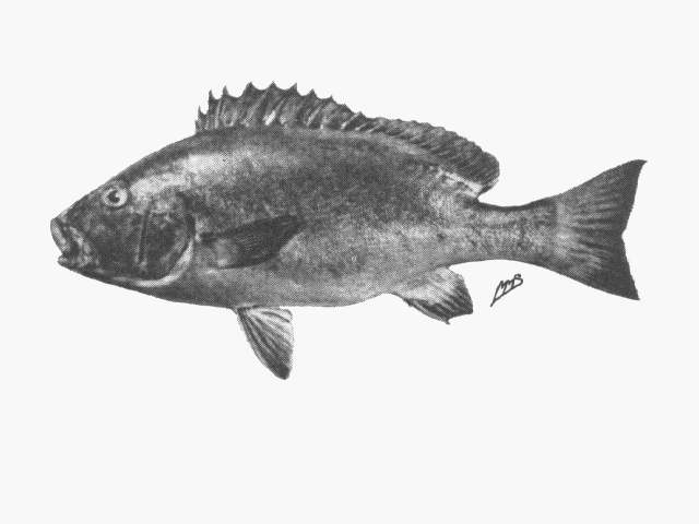 Plectorhinchus chubbi