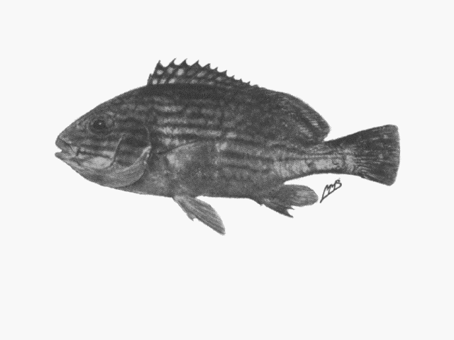 Plectorhinchus flavomaculatus