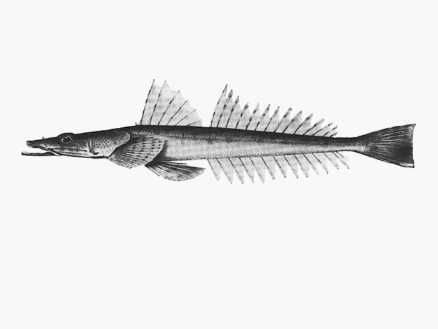 Platycephalus grandispinis