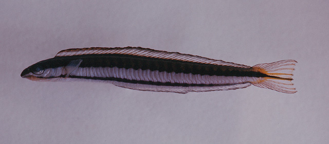 Plagiotremus tapeinosoma