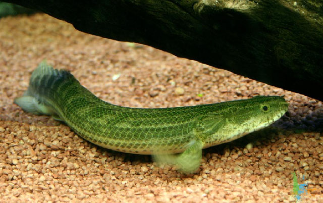 Polypterus bichir
