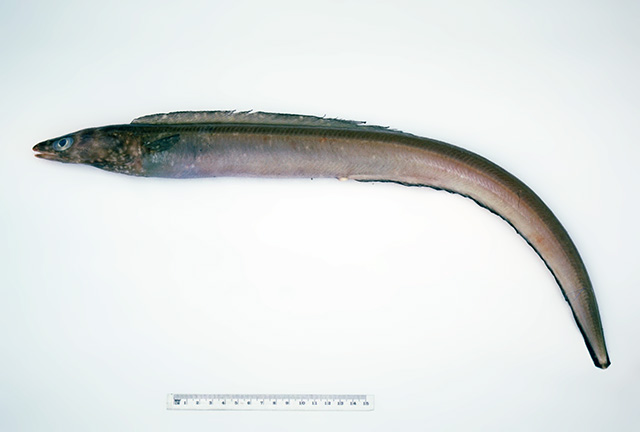 Ariosoma kapala