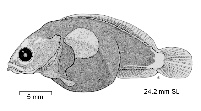 Pogonophryne marmorata