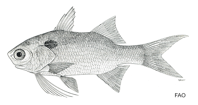 Polydactylus mullani