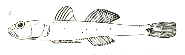 Pomatoschistus norvegicus