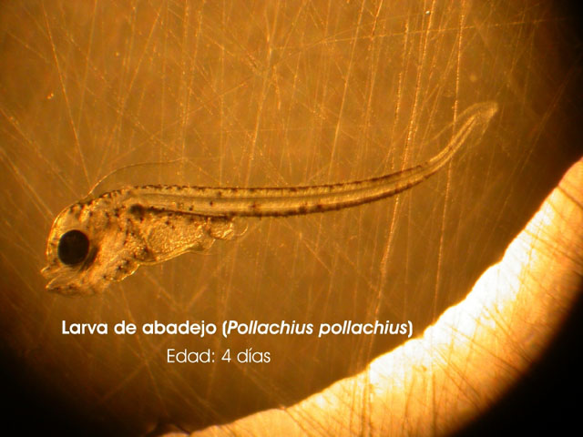 Pollachius pollachius
