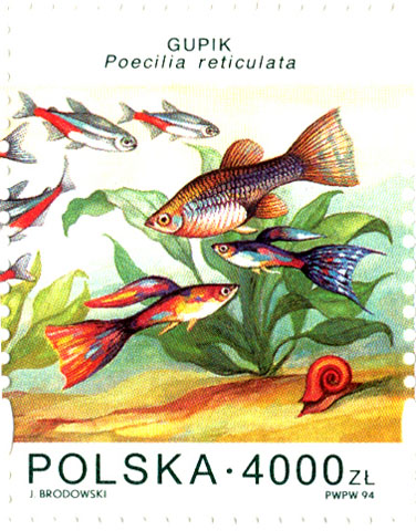 Poecilia reticulata