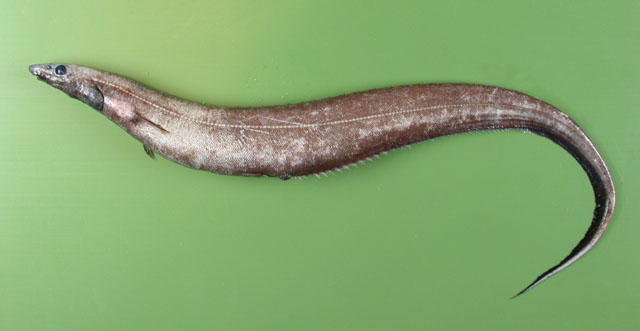 Polyacanthonotus rissoanus