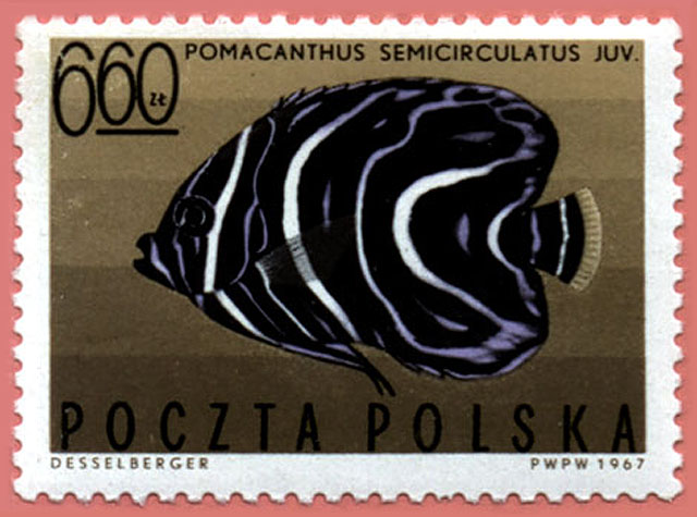 Pomacanthus semicirculatus