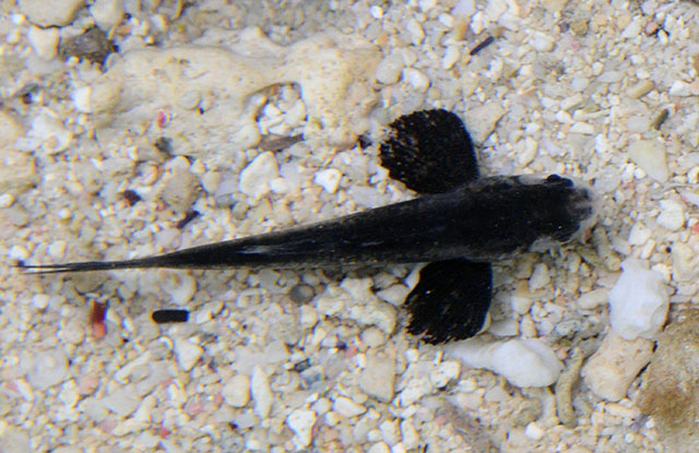 Polydactylus sexfilis