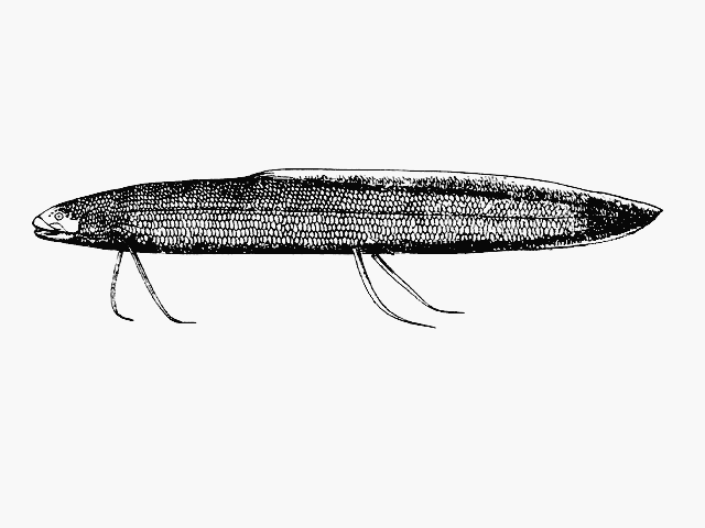Protopterus annectens