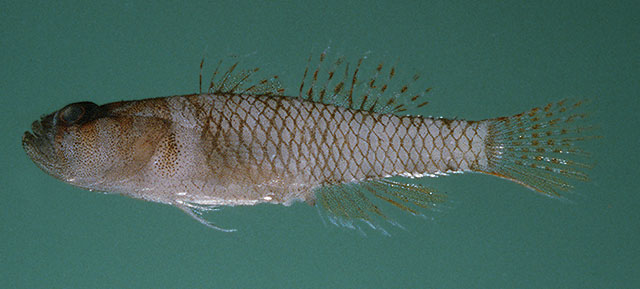 Priolepis limbatosquamis