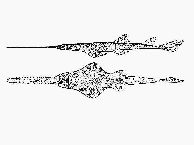 Smalltooth sawfish