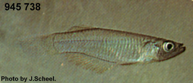 Procatopus similis