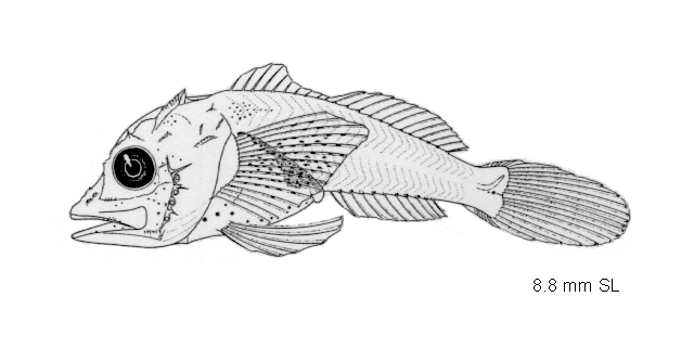Prionotus stephanophrys