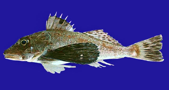 Prionotus stephanophrys