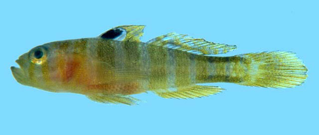 Priolepis triops