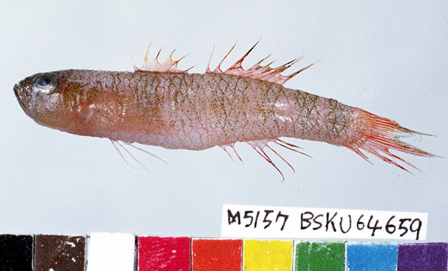 Priolepis winterbottomi