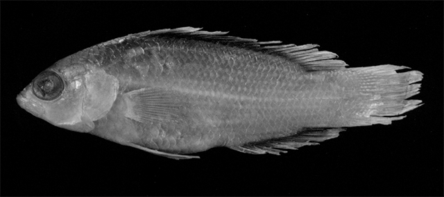 Pseudochromis alticaudex