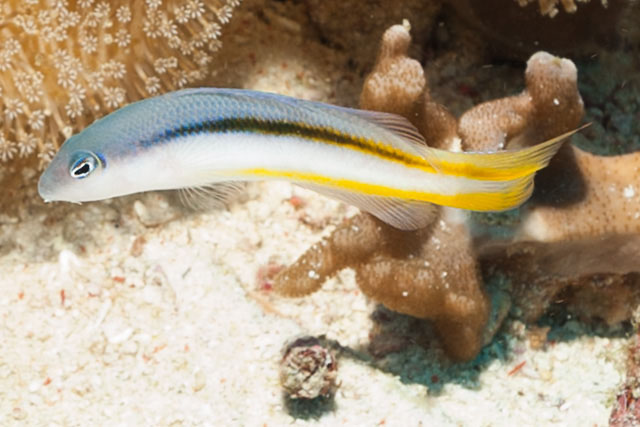 Pseudochromis ammeri