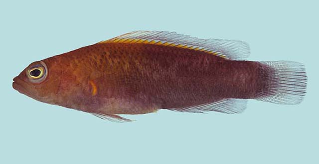 Pseudochromis andamanensis