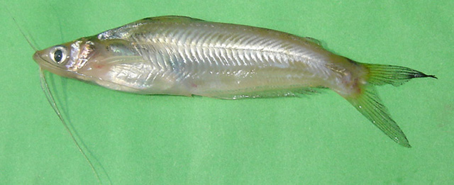 Pachypterus atherinoides